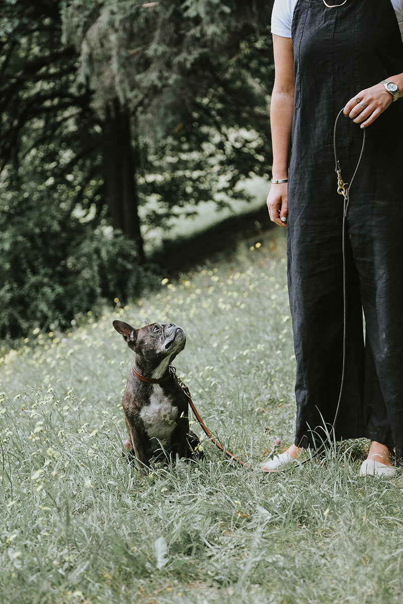 Saddle Tan Convertible Canine Lead held by a person, attached to a brindle French bulldog looking up in a grassy field.