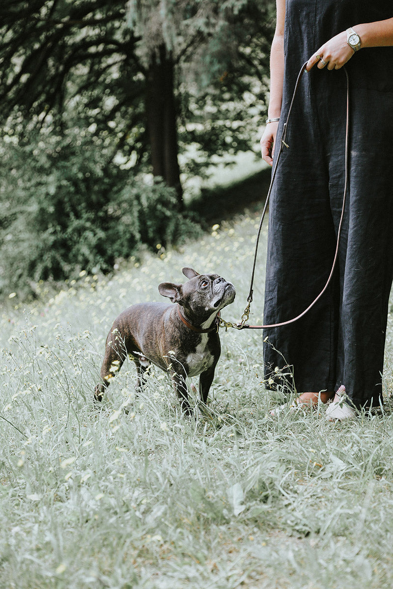 Black Convertible Canine Lead with brass hardware, held by a person and attached to a French Bulldog in a grassy field.