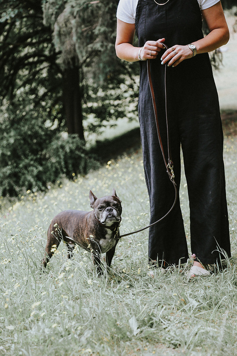 Natural convertible canine lead in dark brown leather held by a person with a French Bulldog in a grassy field.
