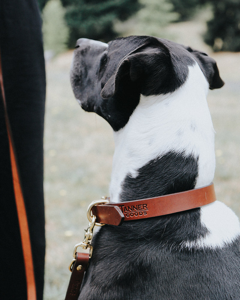 Saddle tan leather canine collar by Tanner Goods, debossed with the brand name, worn on a black and white dog with brass hardware.