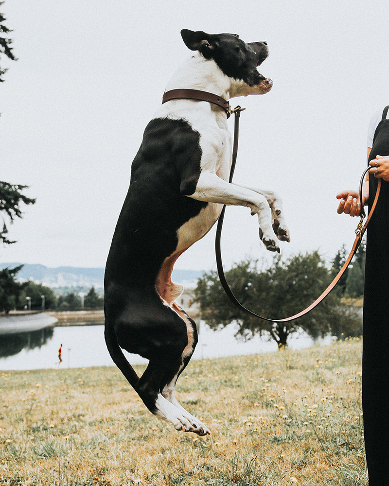 Saddle Tan Classic Canine Collar worn by a black and white dog jumping, with a leash held by a person.