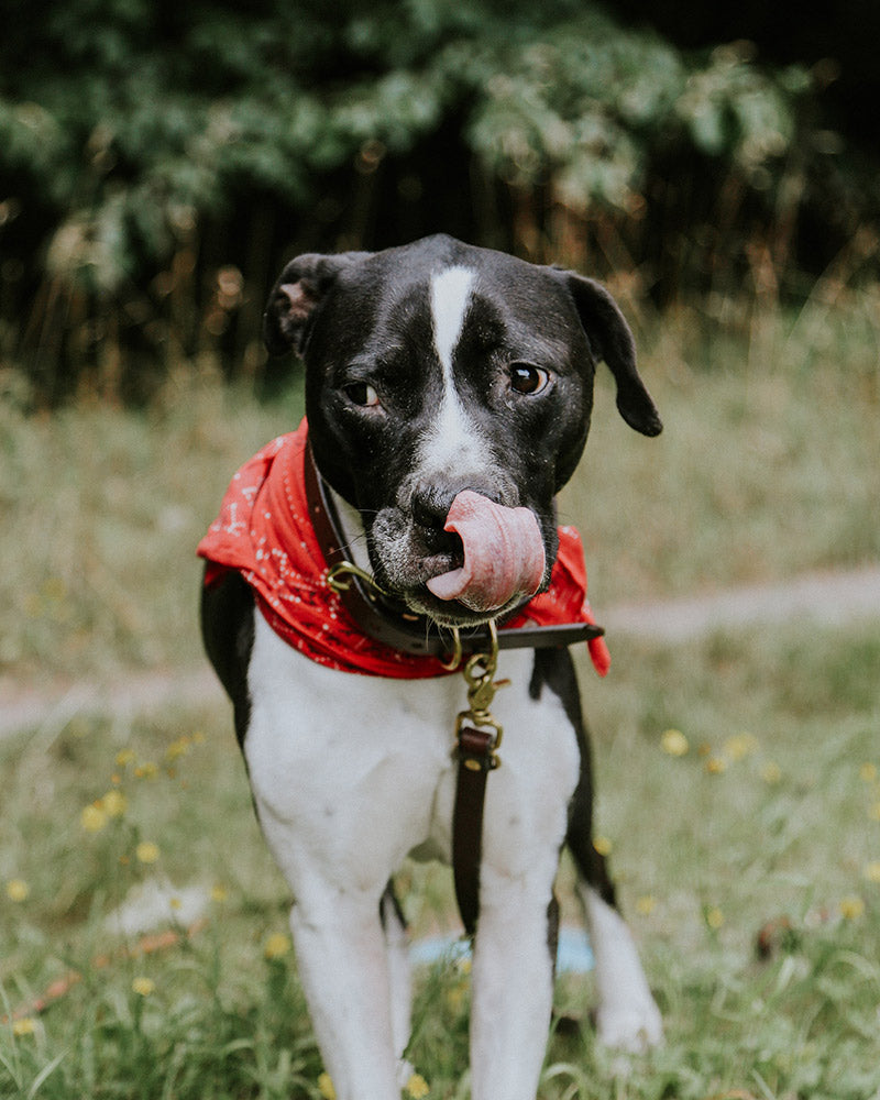 Black canine collar with brass hardware on a black and white dog wearing a red bandana outdoors.