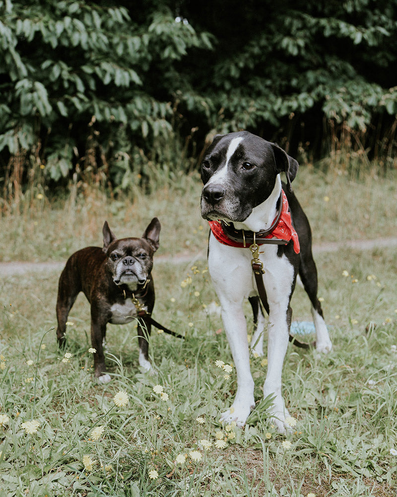 Black classic canine collar with gold hardware worn by a large black and white dog wearing a red bandana.